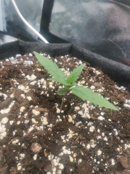 Beginner Grower - Budget setup. Week 1