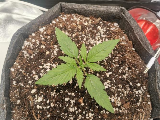 Beginner Grower - Budget setup. Week 2 - Few days after the last update.