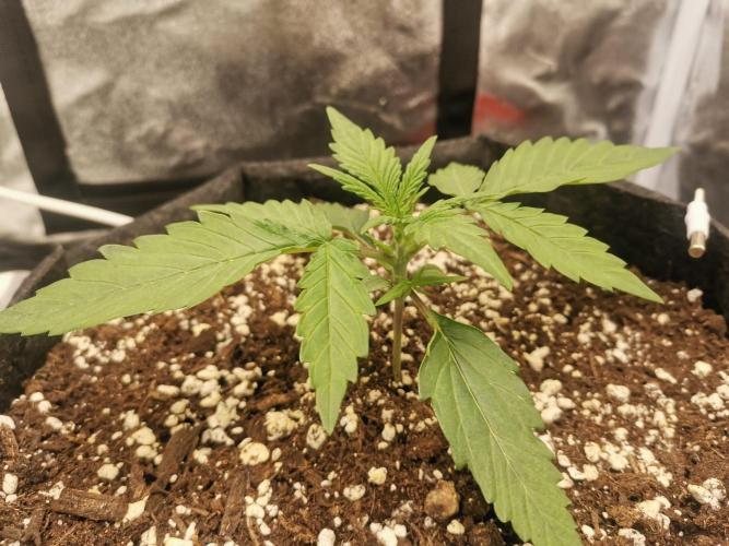Beginner Grower - Budget setup. Week 2 - Two days ago.
