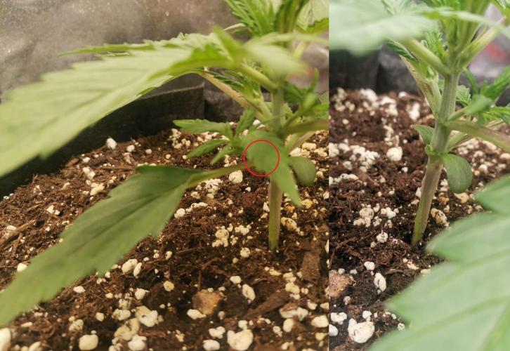 Beginner Grower - Budget setup. Week 2 - Snipped this for LST.