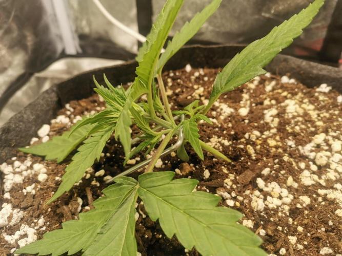 Beginner Grower - Budget setup. Week 2 - Actual LST.