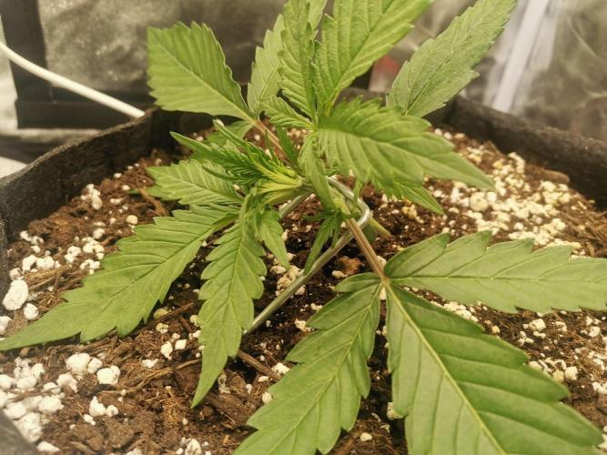 Beginner Grower - Budget setup. Week 2