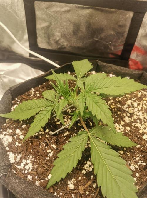 Beginner Grower - Budget setup. Week 2 - Now.