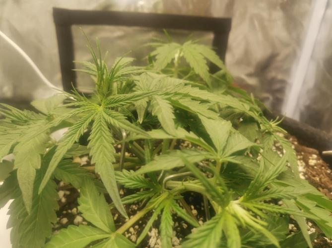 Beginner Grower - Budget setup. Week 3