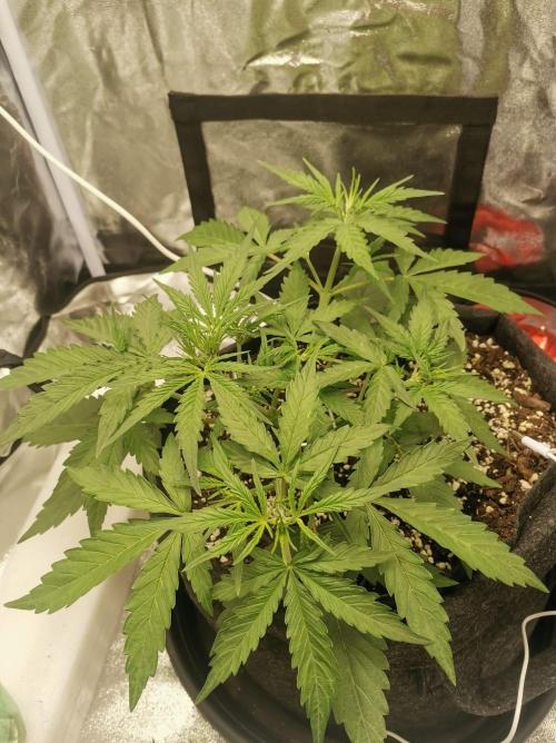 Beginner Grower - Budget setup. Week 3