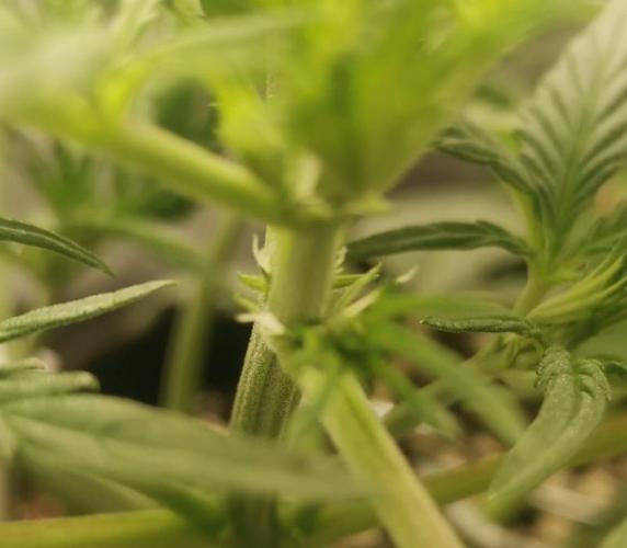 Beginner Grower - Budget setup