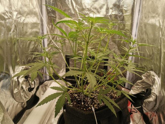 Beginner Grower - Budget setup. Week 4