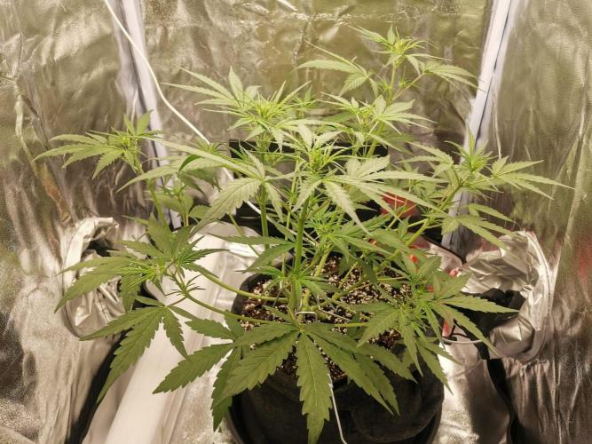 Beginner Grower - Budget setup. Week 4