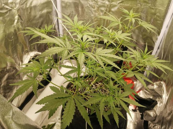 Beginner Grower - Budget setup. Week 4