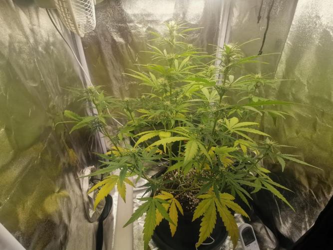 Beginner Grower - Budget setup. Week 5