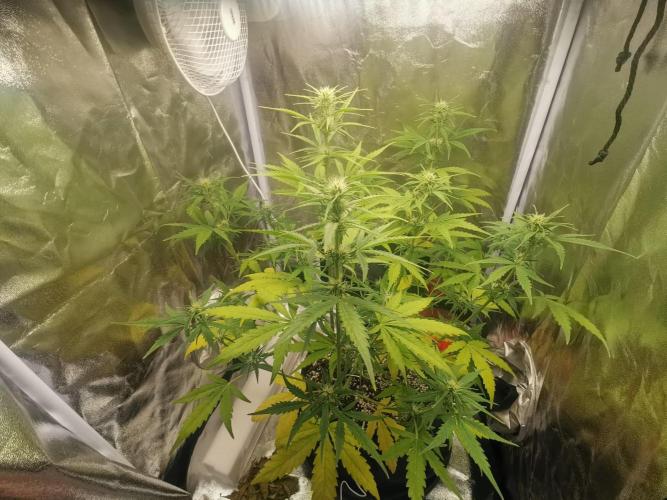 Beginner Grower - Budget setup. Week 5