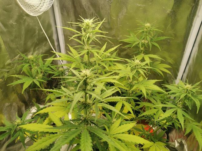 Beginner Grower - Budget setup. Week 5