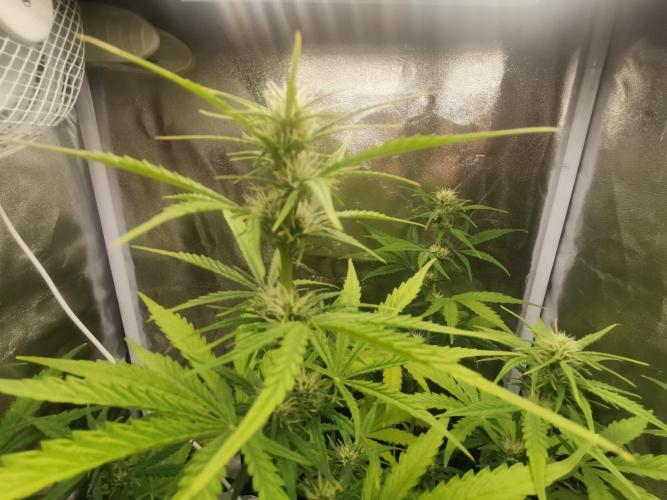 Beginner Grower - Budget setup. Week 5