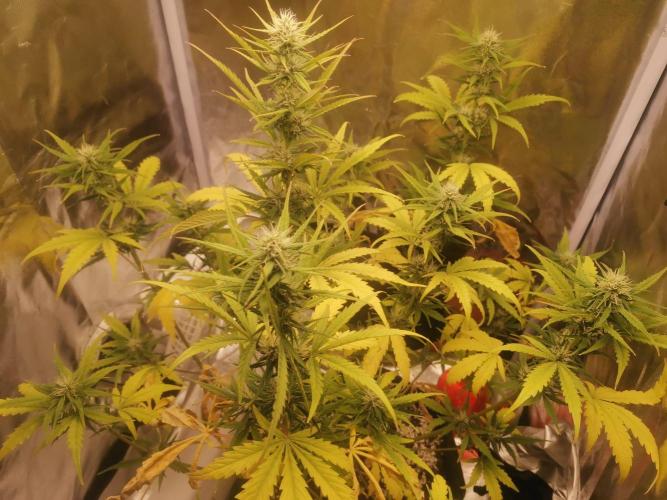 Beginner Grower - Budget setup. Week 6