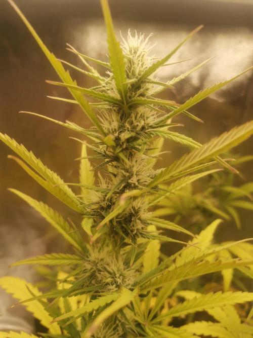Beginner Grower - Budget setup. Week 6