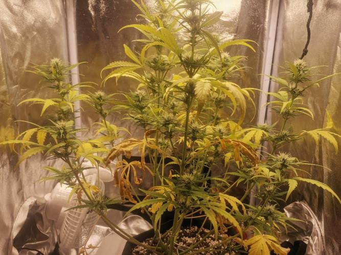 Beginner Grower - Budget setup. Week 6