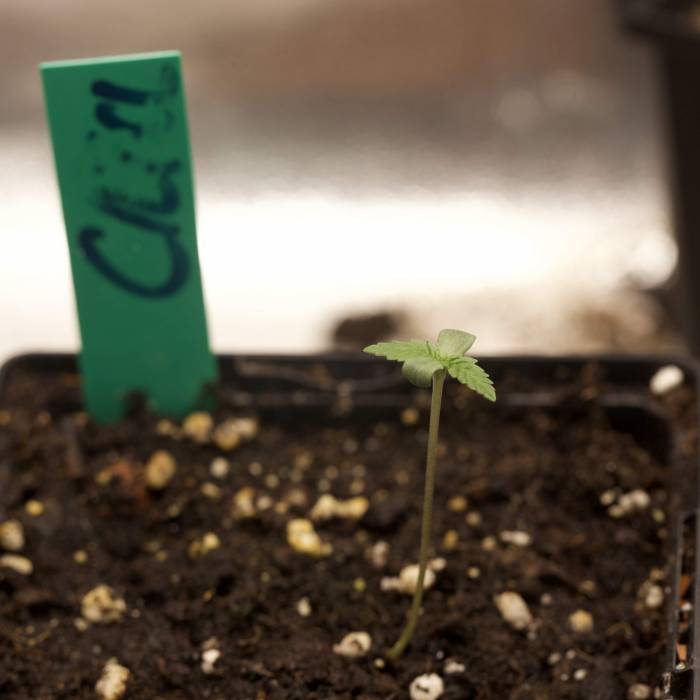 Royals Critical. Week 2 - day7 inPot