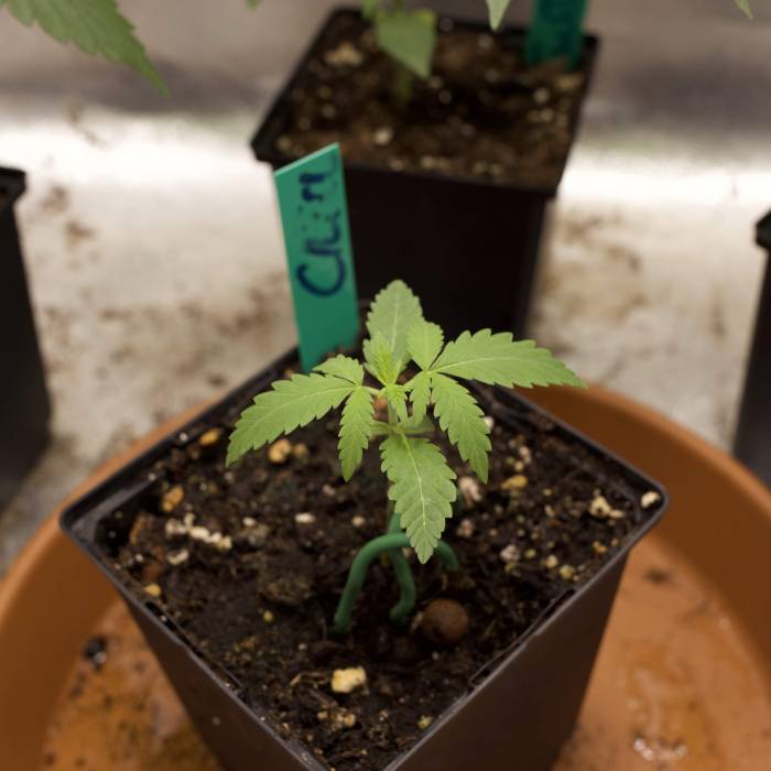 Royals Critical. Week 3 - Critical day15