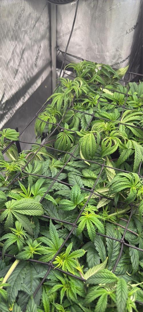 Dave’s Hyper Za. Week 5 - Week 5 of veg after feeding. They will perk up after a few hours.