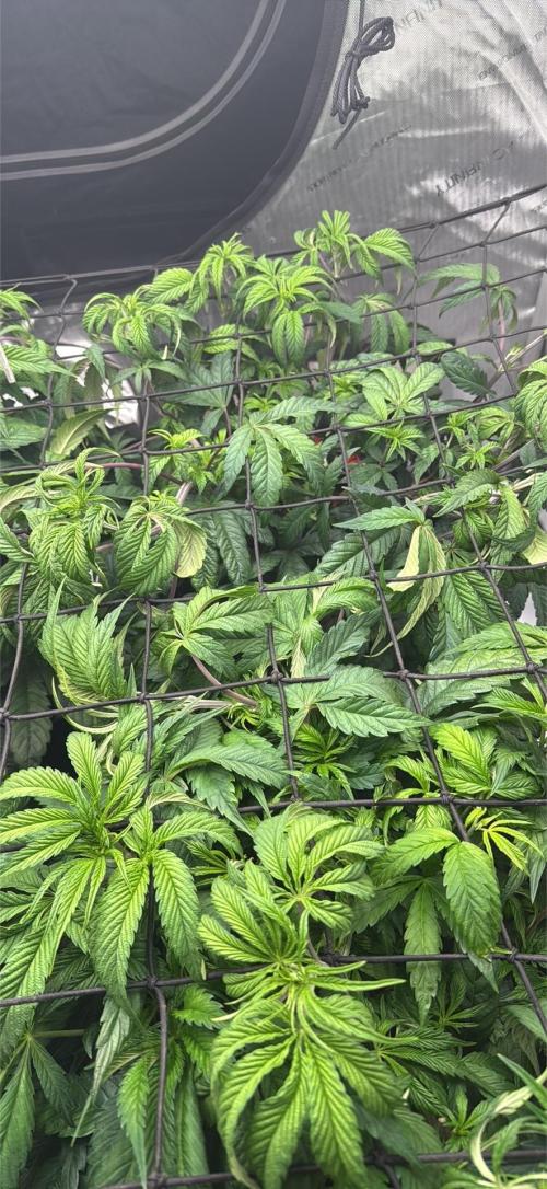 Dave’s Hyper Za. Week 5 - They were topped once and wil flip once canopy is full. Maybe next week 