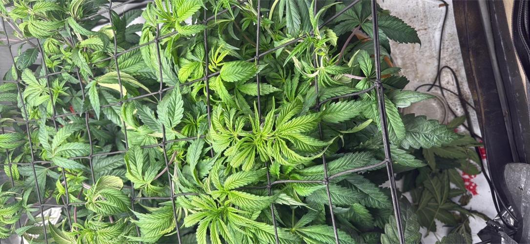 Dave’s Hyper Za. Week 5