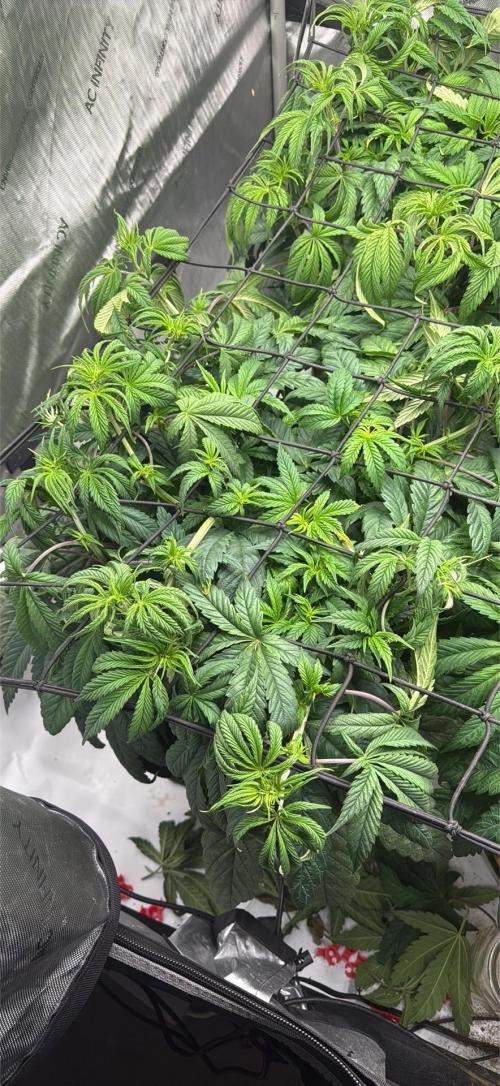 Dave’s Hyper Za. Week 5