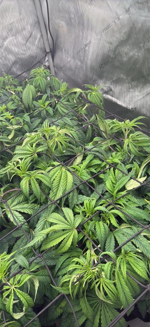 Dave’s Hyper Za. Week 5