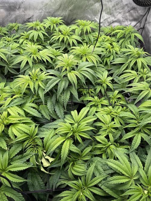 Dave’s Hyper Za. Week 2 - SCROG filling in nicely. Stretch is strong.