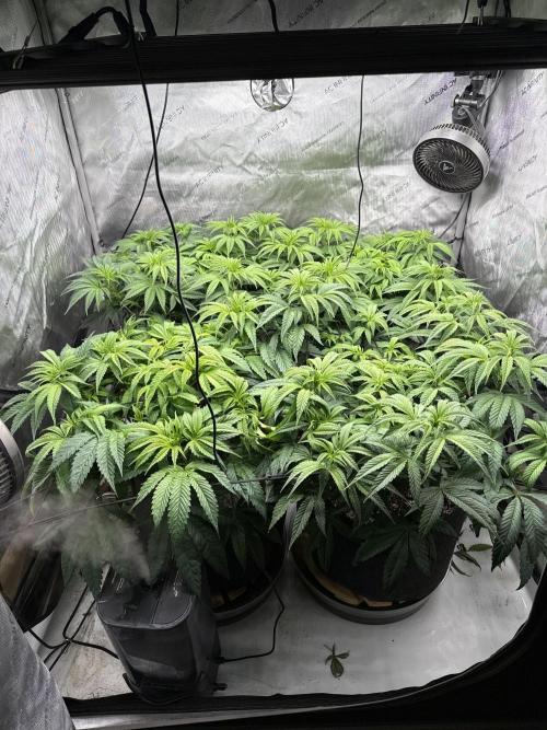 Dave’s Hyper Za. Week 2