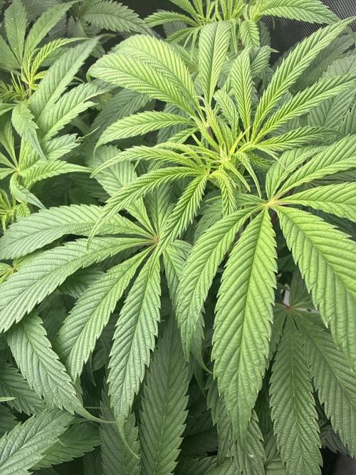 Dave’s Hyper Za. Week 7
