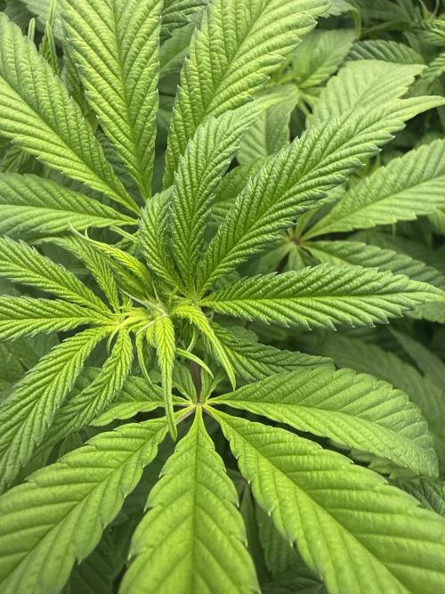 Dave’s Hyper Za. Week 7