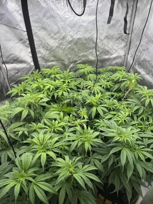 Dave’s Hyper Za. Week 7