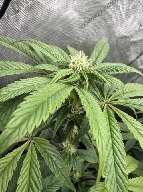Dave’s Hyper Za. Week 8
