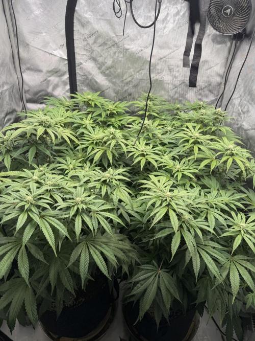 Dave’s Hyper Za. Week 8