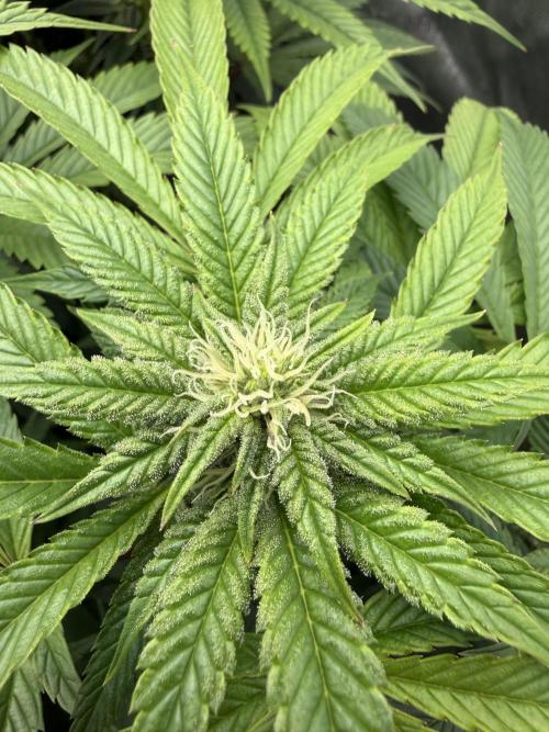 Dave’s Hyper Za. Week 8