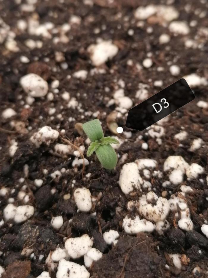 Auto Red Tropicana Cookies Micro Grow. Week 0 - Good morning