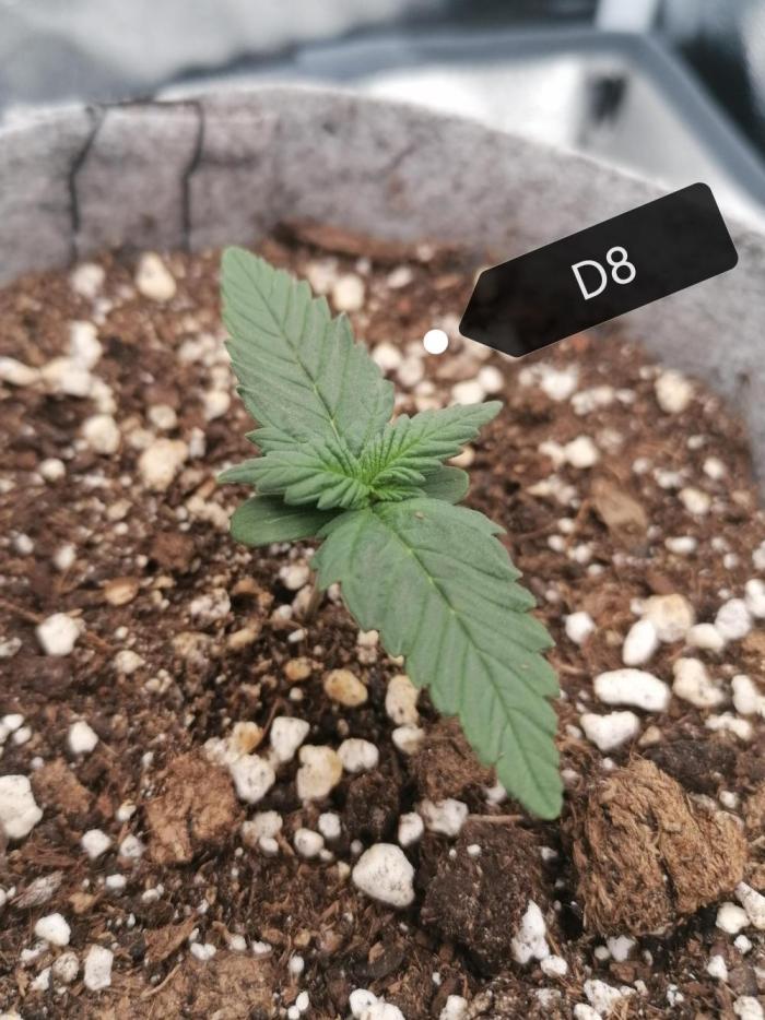 Auto Red Tropicana Cookies Micro Grow. Week 1