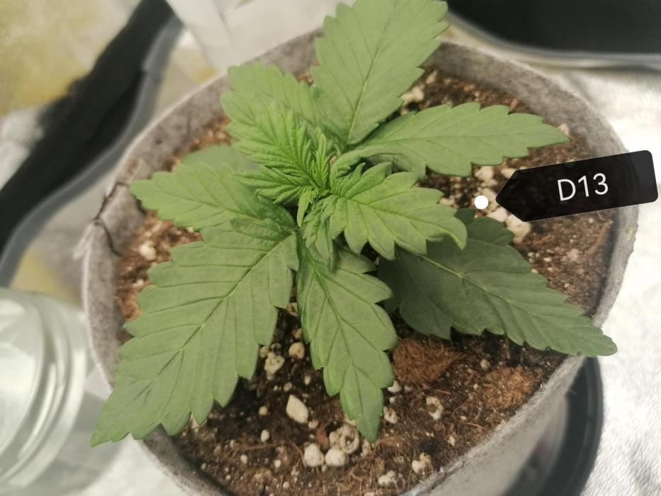 Auto Red Tropicana Cookies Micro Grow. Week 2