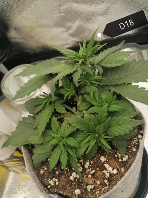 Auto Red Tropicana Cookies. Week 3