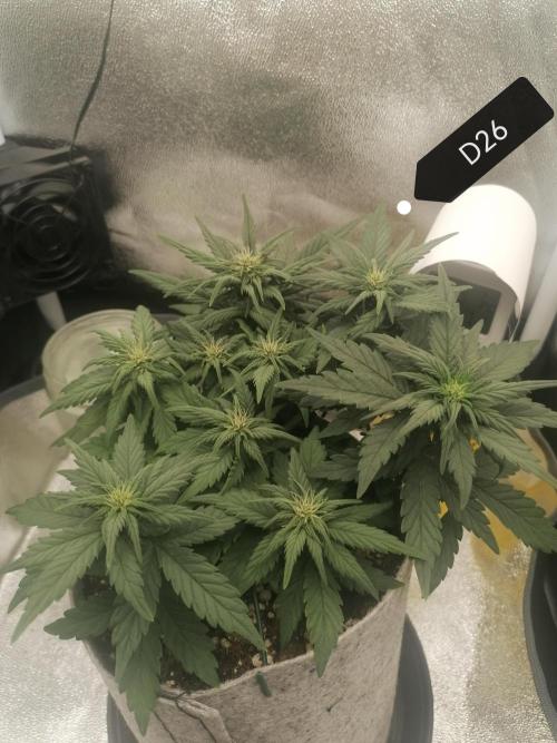 Auto Red Tropicana Cookies Micro Grow. Week 4