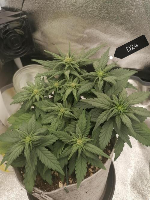 Auto Red Tropicana Cookies Micro Grow. Week 4