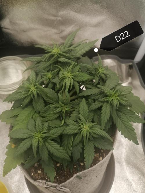 Auto Red Tropicana Cookies Micro Grow. Week 4