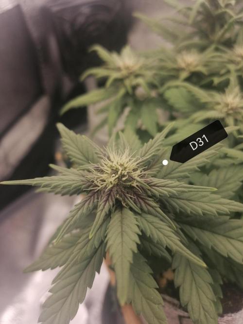 Auto Red Tropicana Cookies Micro Grow. Week 5