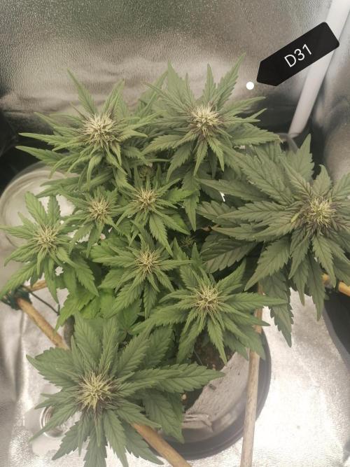 Auto Red Tropicana Cookies Micro Grow. Week 5