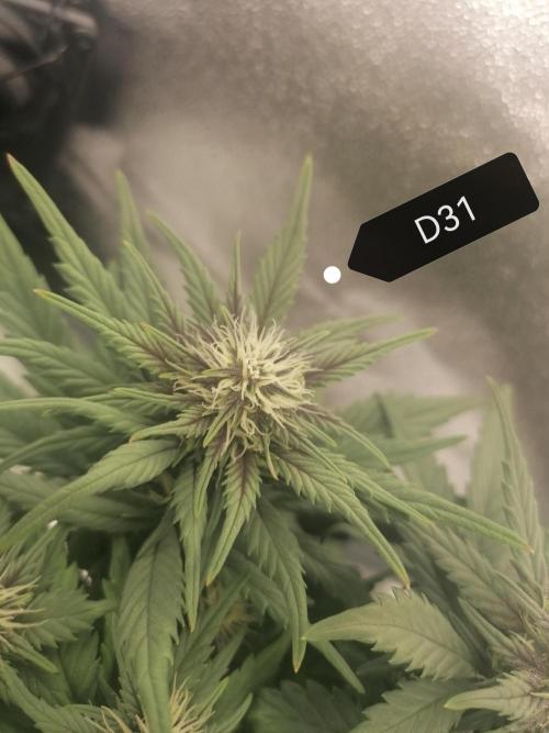 Auto Red Tropicana Cookies Micro Grow. Week 5
