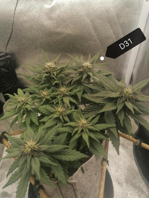 Auto Red Tropicana Cookies Micro Grow. Week 5