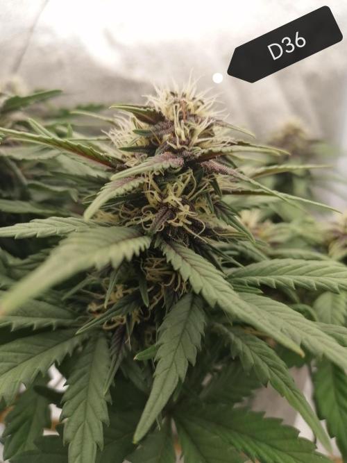 Auto Red Tropicana Cookies Micro Grow. Week 6
