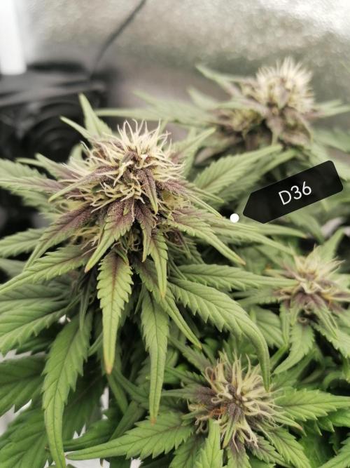 Auto Red Tropicana Cookies Micro Grow. Week 6