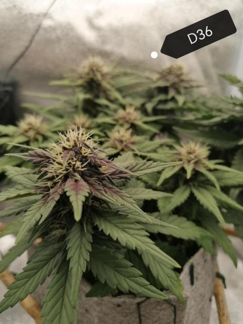 Auto Red Tropicana Cookies Micro Grow. Week 6