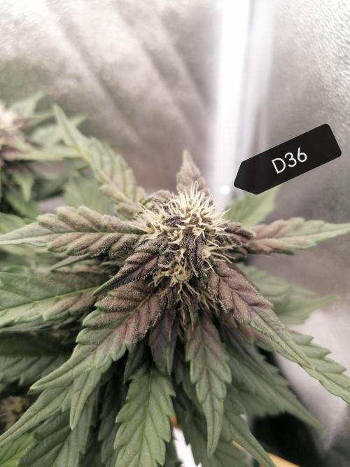 Auto Red Tropicana Cookies Micro Grow. Week 6